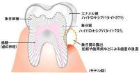 象牙質の構造